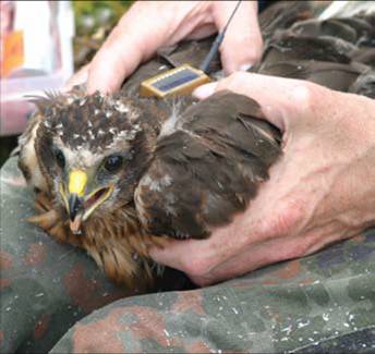 A young hen harrier being fitted with a sat tag (photo: Natural England)