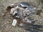 white_tailed_eagle_dead_rspb@body2