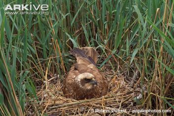 Marsh-harrier-on-nest Robert Pickett