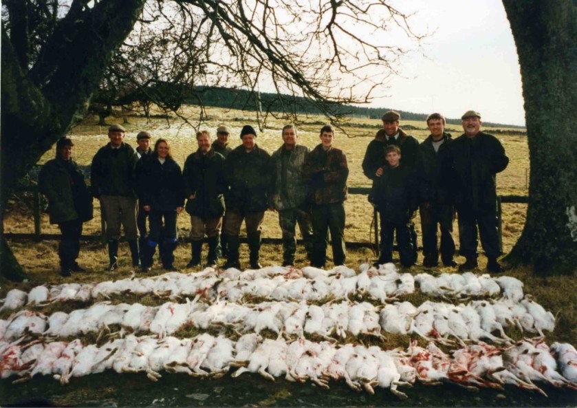 hares_AngusGlens_Feb2015_113 hares killed driven shooting