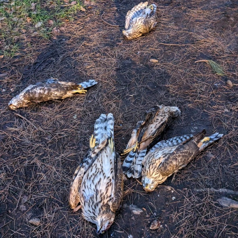 Man charged in relation to 5 shot goshawks found dumped in forest car park in January