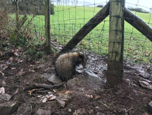 Snares banned in Wales after historic parliamentary vote