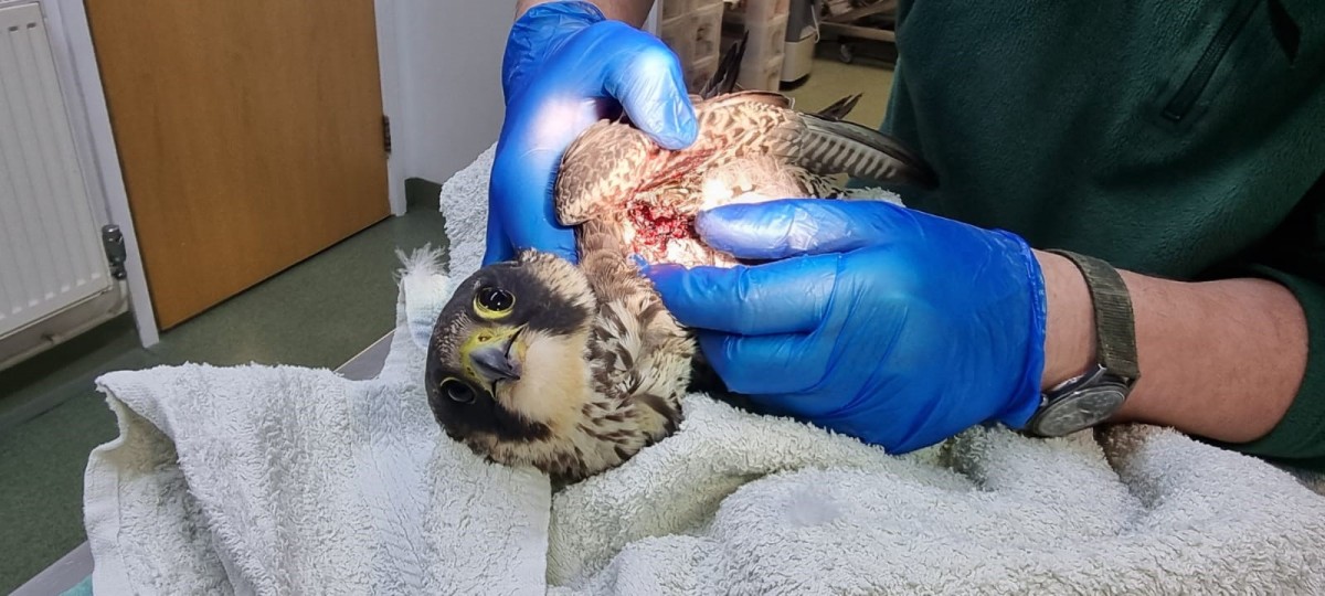 Peregrine suspected shot in Essex – Police appeal for information 