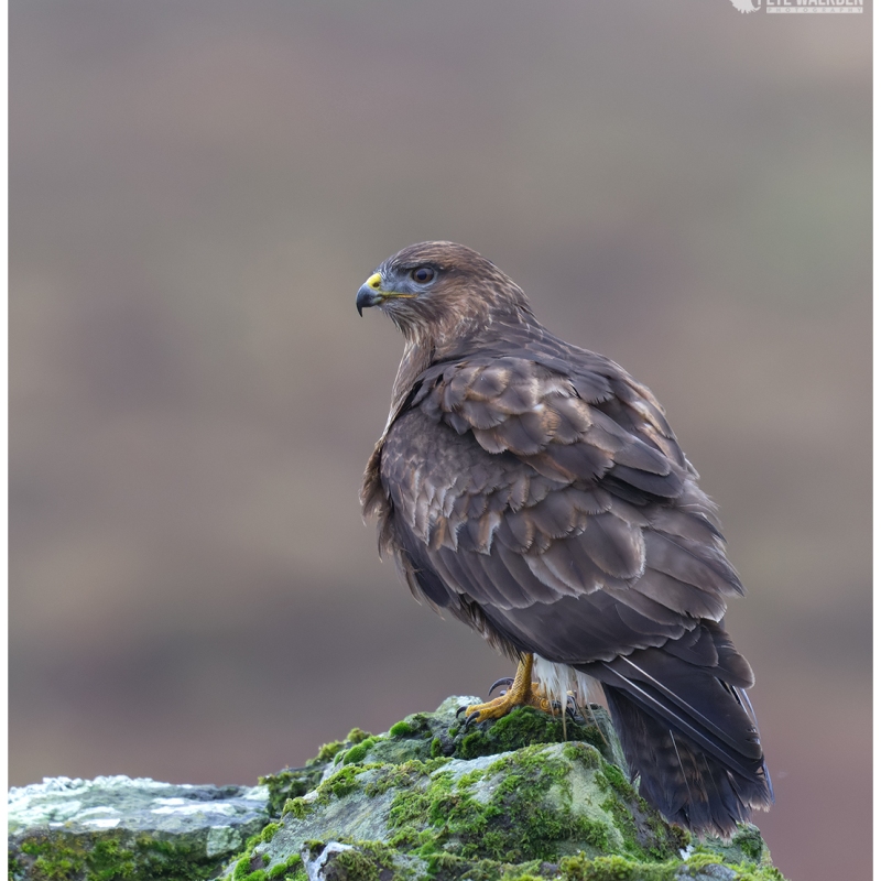 Suspected shooting of a buzzard in North York Moors National Park – police appeal for information