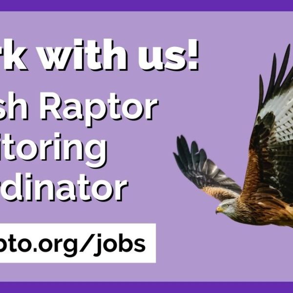 Job opportunity: Welsh Raptor Monitoring Coordinator